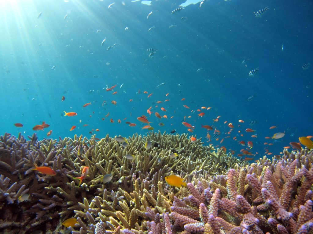 school of fish in body of water