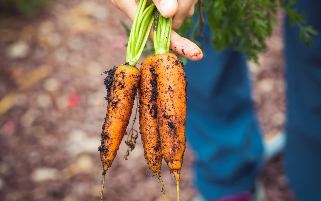 Manger local et de saison : pourquoi et comment ?