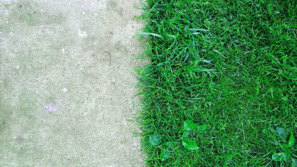 green grass beside gray concrete ground