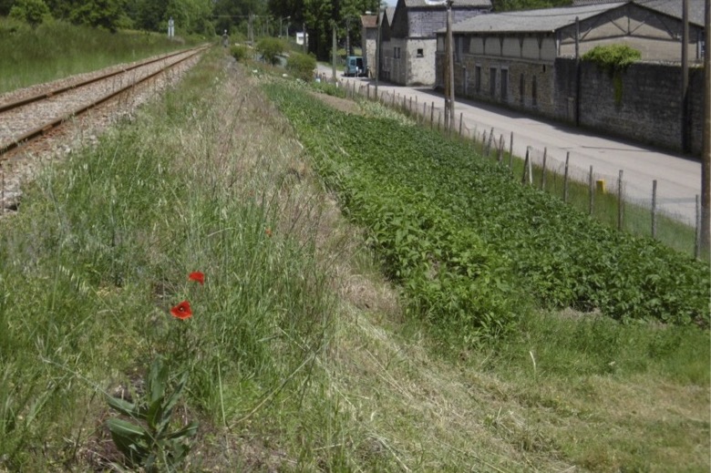 Jardins ouvriers à Saint-Junien : nature rasée, mémoire piétinée